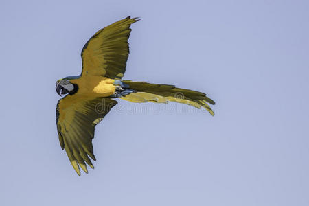 蓝色和金色黄色金刚鹦鹉在飞行