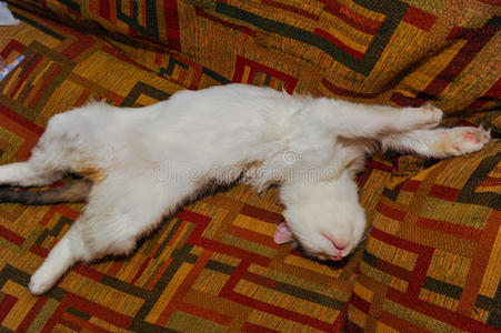 半只白色宠物猫，摆在沙发上。广场的背景