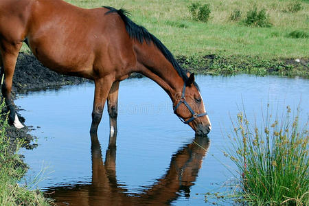 马饮水图片