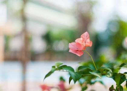 抽象粉红色的花，背景模糊