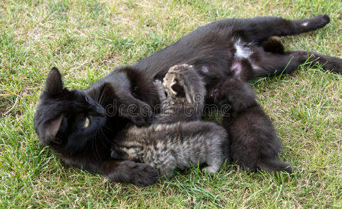 黑猫喂她三只小猫