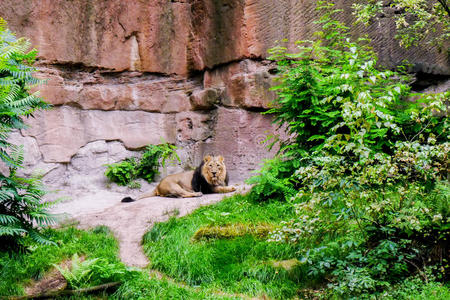 美丽的 近的 摄影师 享受 狮子 野生动物 自然 颜色 石头