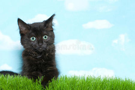 草地上的黑色塔比小猫