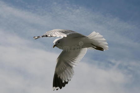 性状 自由 自由的 海鸥 天空 海鸟 飞行 动物群 秃鹫