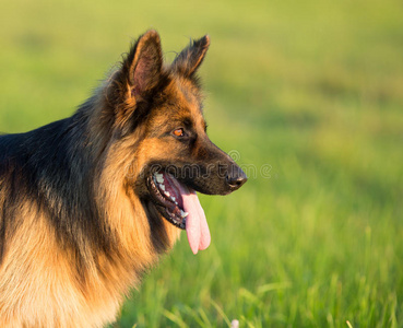 德国牧羊犬长发户外肖像