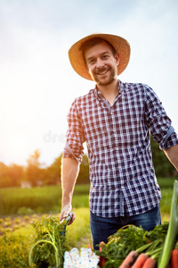 可爱的 农事 食物 胡萝卜 农场 男人 自然 花园 商业