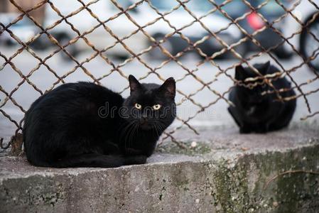 工厂里坐着肮脏的流浪猫