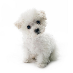 可爱的小bichonfrise小狗照片