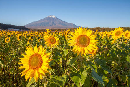 富士山