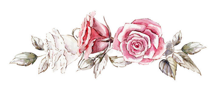 手绘水彩模型剪贴画模板的玫瑰