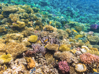 五颜六色的珊瑚礁和硬珊瑚