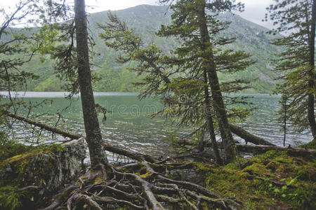 俄罗斯 森林 水下 风景 地标 图哈 阿尔泰 自然 共和国