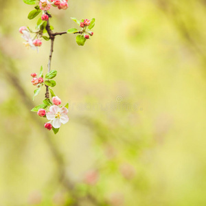 苹果树枝