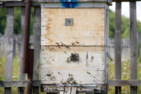 一排蜂箱在田野里。 花田里的养蜂人。 蜂箱在一个蜂箱里，蜜蜂上
