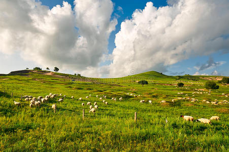 瓷器 早晨 丘陵 画廊 国家的 云景 蒙古语 领域 风景