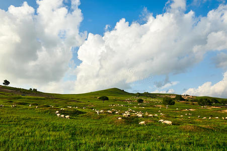 领域 画廊 城市 生物 风景 克什克腾 草地 早晨 蒙古