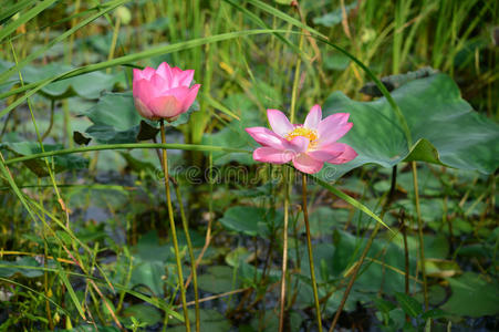 盛开的莲花，早上美丽的莲花，粉红色的莲花漂浮，秋葵花