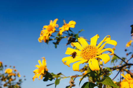 领域 蜜蜂 小山 墙纸 风景 向日葵 草地 美丽的 杂草