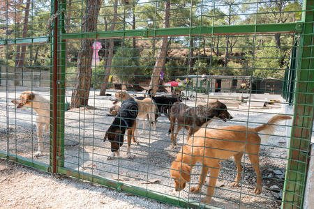 繁殖 无家可归 营救 犬科动物 后面 犬舍 饥饿的 栅栏