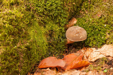 森林 成长 公园 秋天 木材 特写镜头 季节 颜色 植物