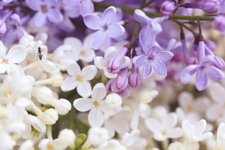 自然 颜色 花园 花的 花束 季节 植物学 灌木 植物 芬芳