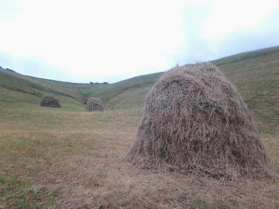 灌木丛 森林 农业 摔倒 草地 小山 干草 花卉栽培 植被