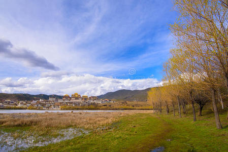 美丽的黄金森林和松赞林西藏的湖前