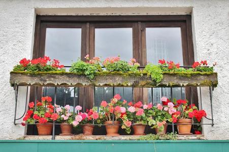 美丽的天竺葵填充窗口在霍尔斯特特，奥地利