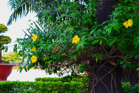 越南美丽的灌木，黄色的花和绿叶的树。
