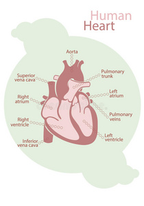 人类心脏的图表