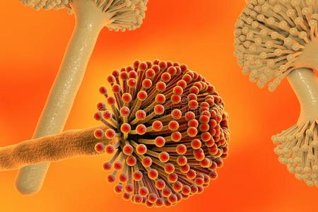 黑色霉菌真菌照片