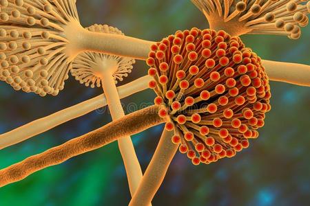 黑色霉菌真菌照片