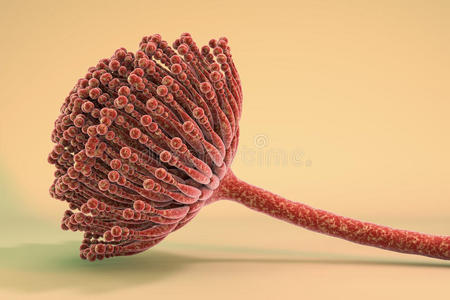 黄曲霉毒素黑色霉菌真菌照片