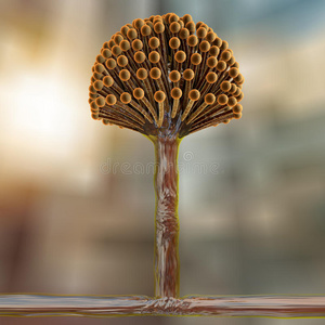 黑色霉菌真菌照片