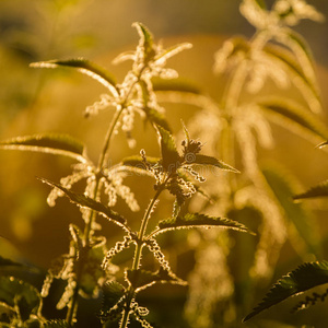 荨麻疹 自然 刺痛 疼痛 医学 分支 薄荷 园艺 荨麻 花园