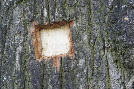 自然 历史 木板 特写镜头 材料 松木 木材 植物 咕哝