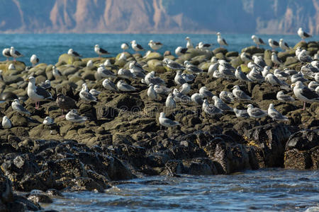 少年 太平洋 海洋 岩石 海鸥 海的 夏天 孤独 沿海 羽毛