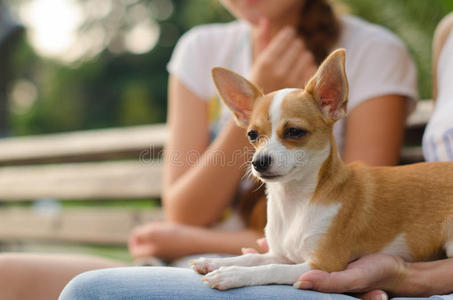 俄语 地球 猎犬 护柱 威斯康辛州 夏天 耳朵 短的 玩具