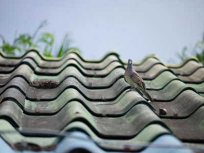 毛茸茸的 房子 曼谷 便便 自然 翅膀 鸽子 屋顶 哀悼