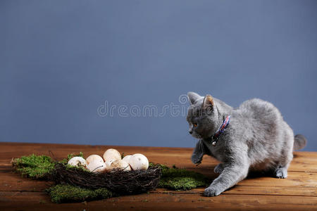 鸟巢里的鸡蛋和一只猫