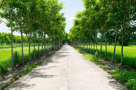作物 植物区系 泰国 植物 种植园 生长 材料 普吉岛 来源