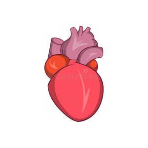 解剖学 博客 冠状动脉 肌肉 主动脉 艺术 器官 心脏病学