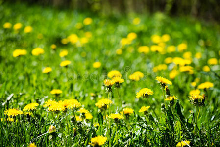 春天蒲公英的花朵和花朵
