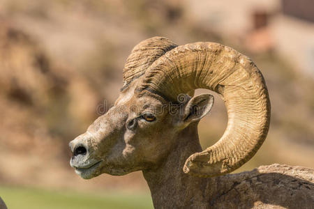 沙漠大角公羊侧面肖像大角羊头大沙漠大角羊公羊大角羊