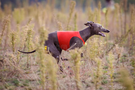 狩猎 鼻子 动物 耳朵 公园 灰狗 健身 草坪 竞争 哺乳动物