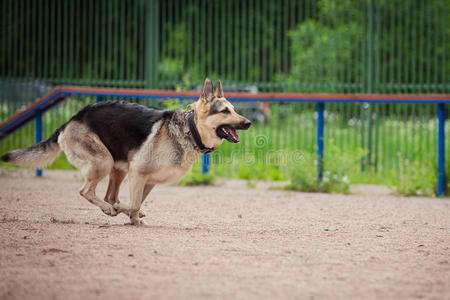 狗扑咬训练图片