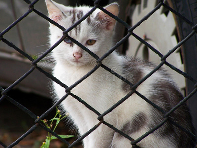 可爱的 笼子 营救 采用 小猫 动物 照顾 避难所 猫科动物