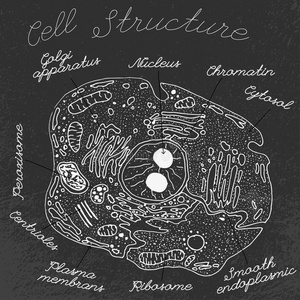 手绘的细胞