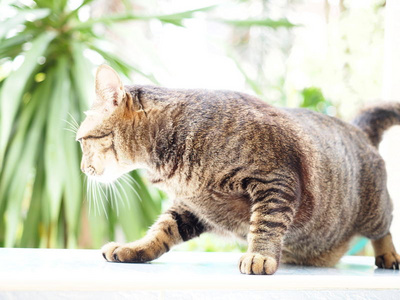 背面猫黑色泰国肥猫站起来,在地板上打嗝照片