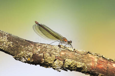绿色蜻蜓美丽，透明的翅膀坐在树上